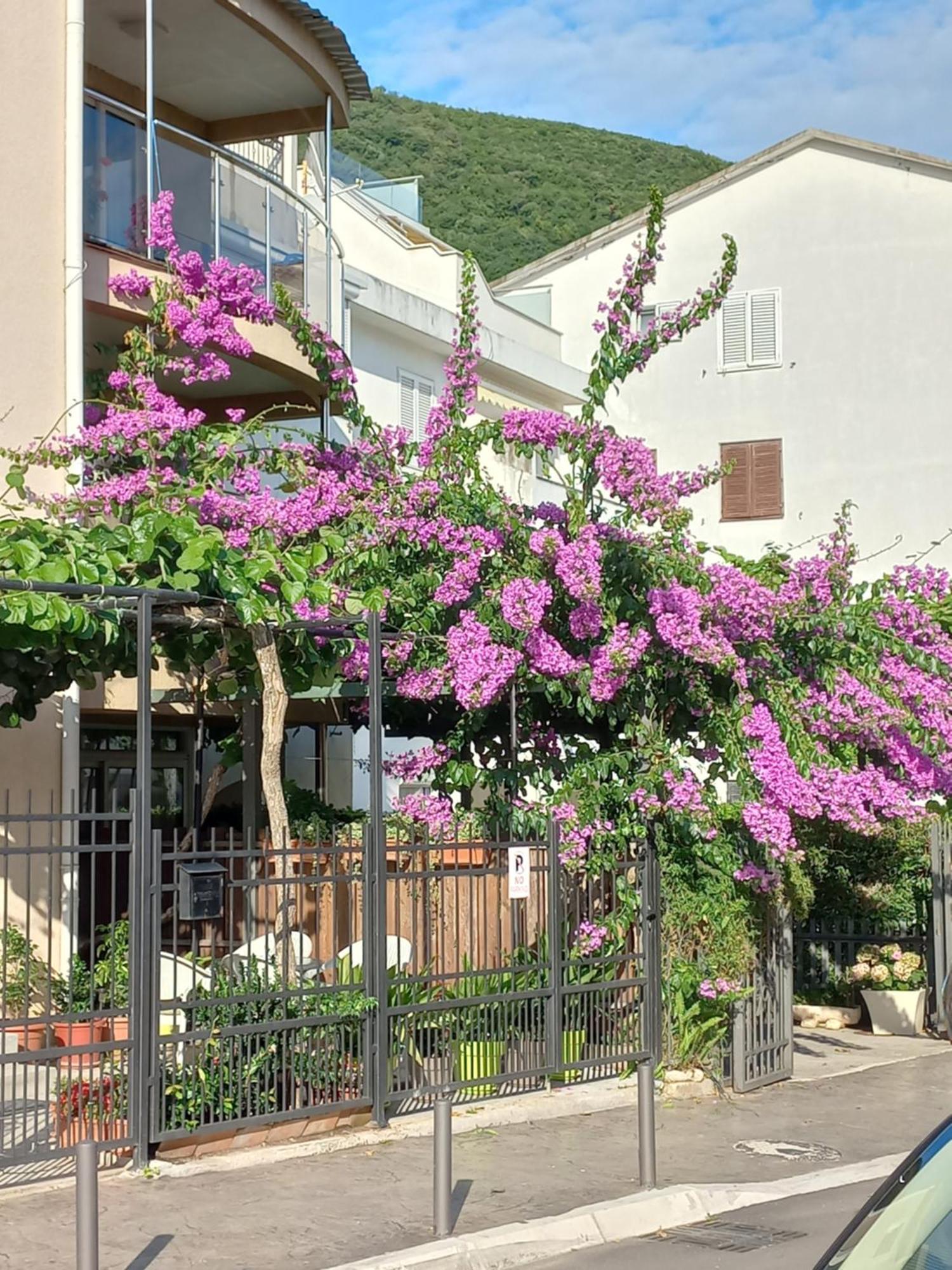 Egon Apartments Budva Exterior photo